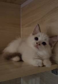 Ragdoll High Quality kitten