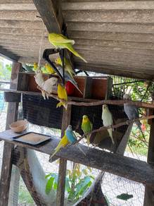 burung baji