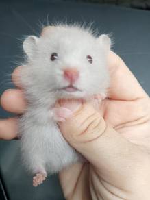 hamster bigbone 