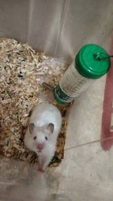 hamster mirol