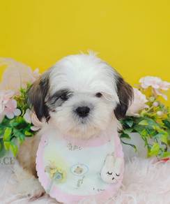 Shih Tzu