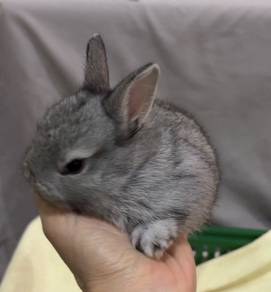 Netherland Dwarf Rabbit