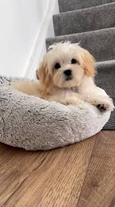 Fuzzy Maltipoo tiny curly dog with soft coat puppy