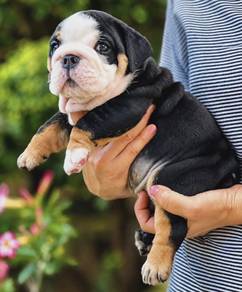 ENGLISH BULLDOG PUPPIES EB410 🐻 BullDog Available