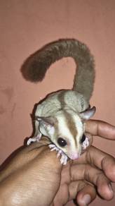 sugar glider 