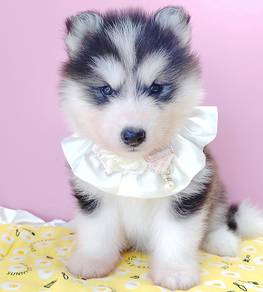Husky