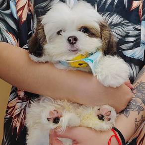 Shih Tzu