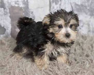 B1711 Tiny Silkese tiny fluffy dog with long soft