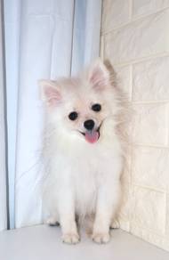 J0488 Pomeranian Plush Bear Puppy