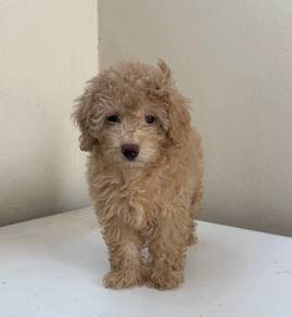 Maltipoo 