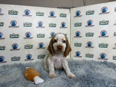 Cocker spaniel puppy