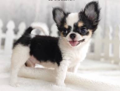CHIHUAHUA PUPPIES VIP146🌷Head Apple Cute Dog