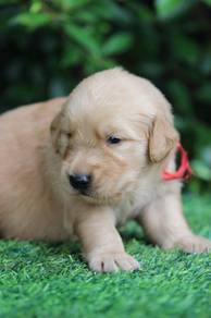 Golden Retriever available7