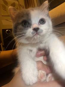 British Shorthair Kitten Pure Breed