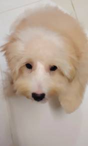 Shipoo
