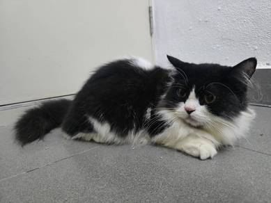 Munchkin Cat