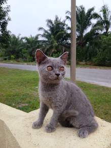 BSH female 3 months