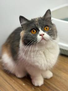 Calico Munchkin