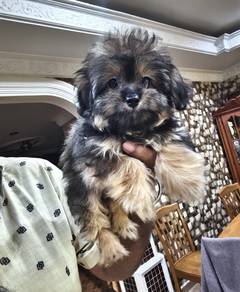 Pomeranian shih Tzu