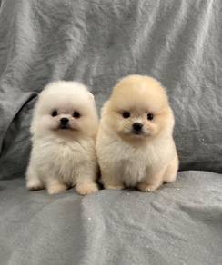 SSSS_889TY Tiny Pomeranian pretty puppies