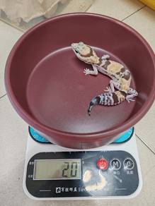 fat tail gekco