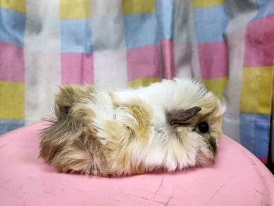Guinea Pig 