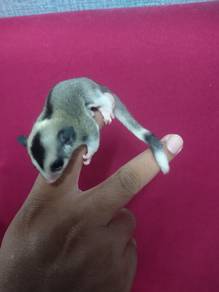 sugar glider mosaic & Leucistic 