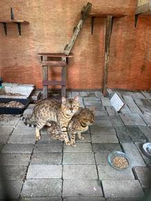 bengal