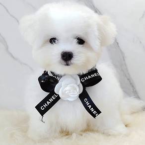Maltipoo