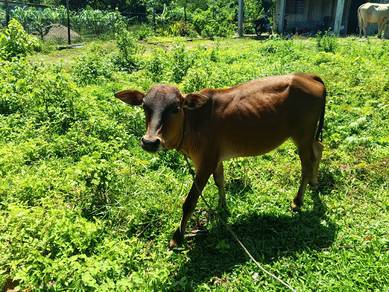ank lembu jntn