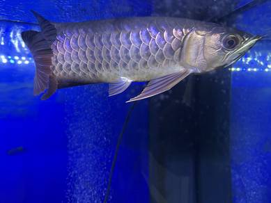 Arowana fully grown and tanned