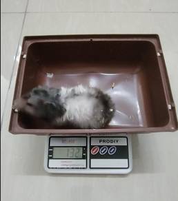 Syrian Hamster Big Bone Female Satin Rex Blue