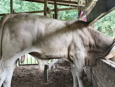 lembu brahman cross