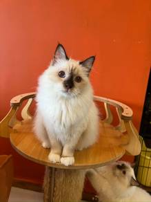 birman kucing