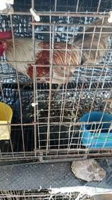 Ayam Hutan (Bulu Bunga Raya) 
