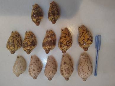 sets of 12 seashell 