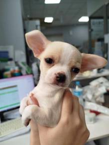 Chihuahua ~9