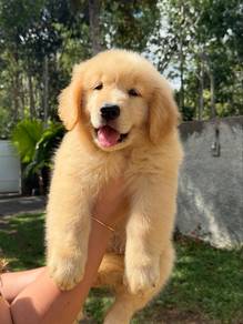 golden retriever puppies p