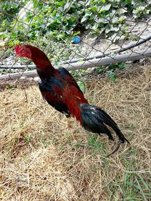 ayam sabong 