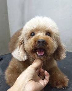 8yrs+ Toy Poodle Female Red Color