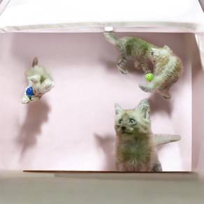 Mainecoon kitten pure breed