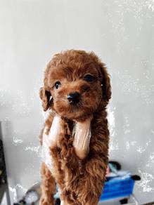 Toy poodle red teddy bear look