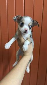 Chihuahua femaleF2dob : Feb 2026
