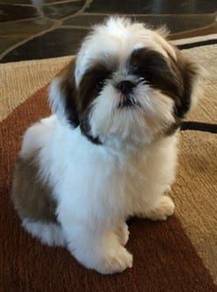 B8128 Wiggly Shih Tzu cute small long haired puppy