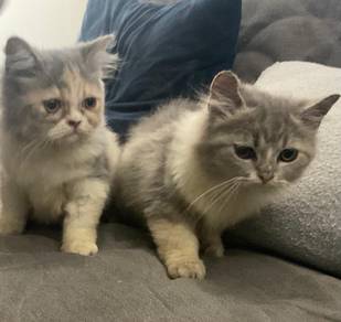 Cat for sale bsh