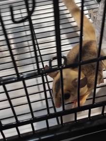 Sugar Glider Male