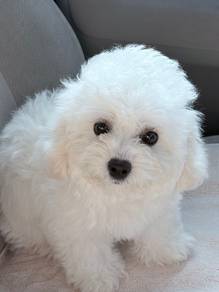 Korean frise Bichon