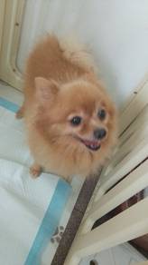 Pomeranian for sale