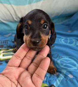 MINIATURE DACHSHUND Puppies 065 🐻 Female Rehome