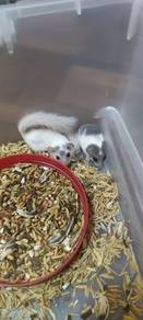 Sepasang Dormouse